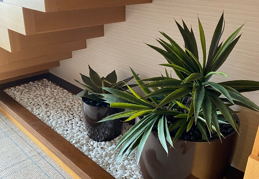 Plants and some sneakers